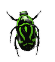 昆虫-绿虫图像，昆虫
