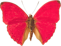 昆虫-粉红蝴蝶图片，蝴蝶
