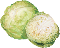 蔬菜-卷心菜