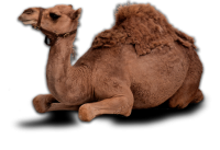 动物-骆驼