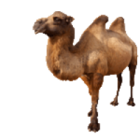 动物-骆驼