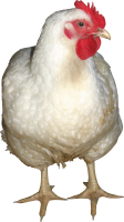 动物-白鸡形象