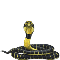 动物-眼镜蛇