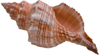 自然-海螺