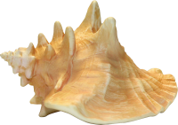 自然-海螺