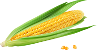 蔬菜-玉米