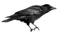 动物-乌鸦图像