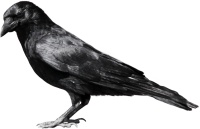 动物-乌鸦图像