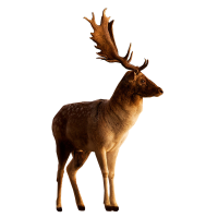 动物-鹿的形象