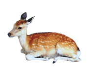 动物-鹿的形象