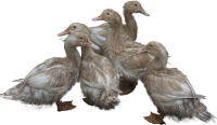 动物-鸭子形象