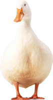 白鸭子形象