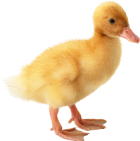 动物-小黄鸭形象