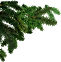 自然-杉树图像