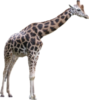 动物-长颈鹿