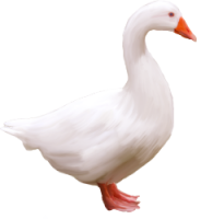 动物-白鹅