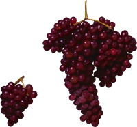 水果、坚果-红葡萄形象
