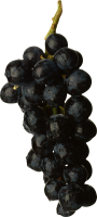 水果、坚果-黑葡萄图像