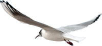 动物-海鸥