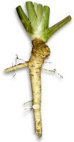 辣根