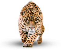 动物-美洲虎
