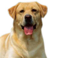 动物-拉布拉多猎犬