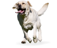 动物-拉布拉多猎犬