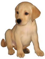 动物-拉布拉多猎犬