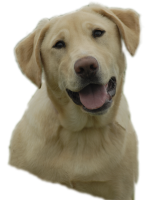 动物-拉布拉多猎犬