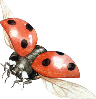 昆虫-瓢虫图像