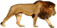 动物-狮子