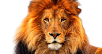 动物-狮子