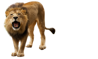 动物-狮子
