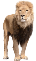 动物-狮子