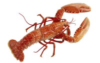 动物-龙虾