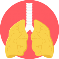 人-肺