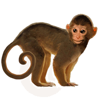 动物-猴子