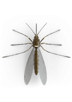 昆虫-蚊子