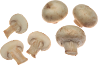 自然-白蘑菇图片