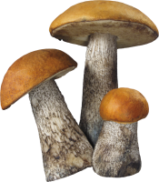 蘑菇形象