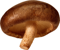 自然-蘑菇形象