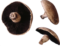 蘑菇形象
