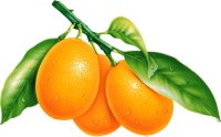 橙子，橙子图片，免费下载