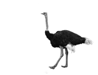 动物-鸵鸟