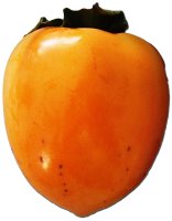 水果、坚果-柿子
