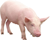 动物-粉红猪形象