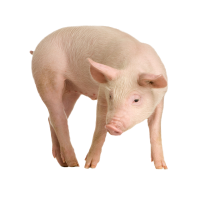 动物-猪的形象