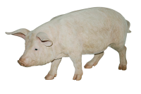 动物-猪的形象