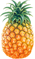 水果、坚果-菠萝水果图片