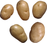 马铃薯